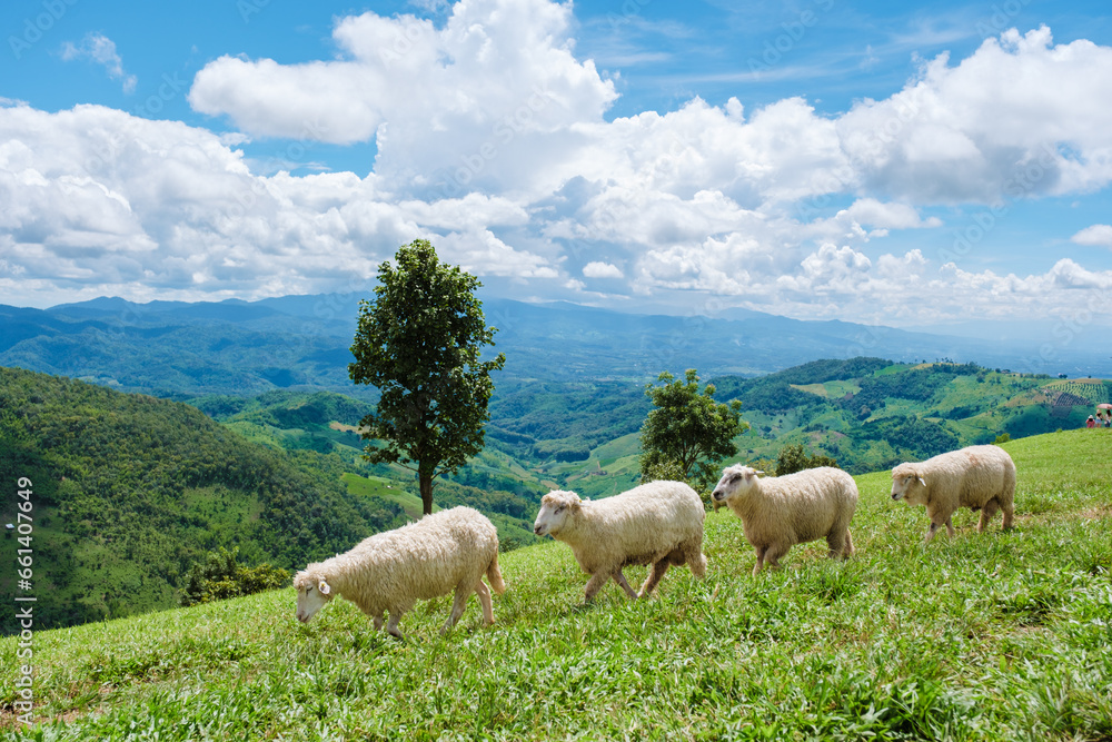 a group of sheeps at a sheep farm in Chiang Rai Northern Thailand Doi CHang mountain