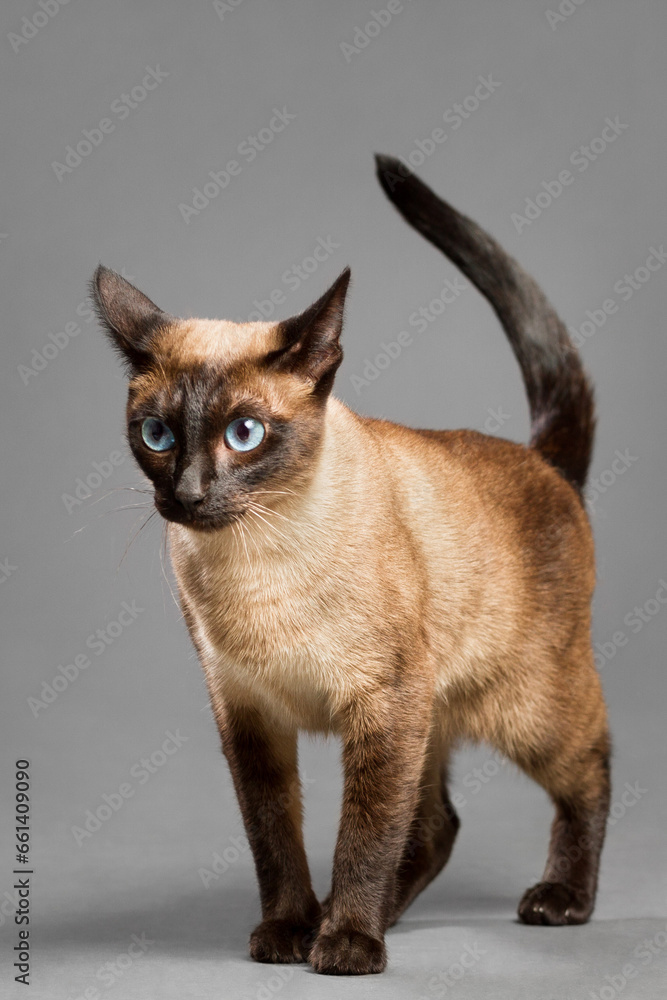 siamese cat standing portrait in the studio on a grey background siamese cat standing portrait in the studio on a grey background