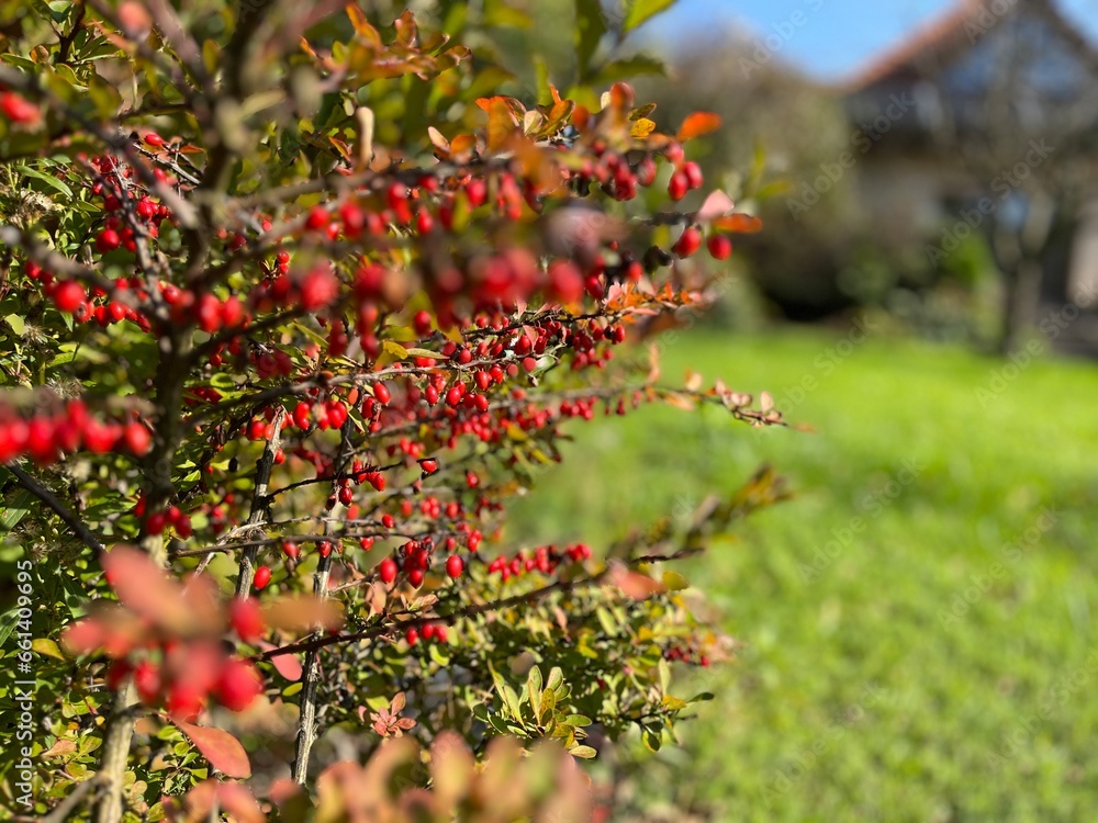 Lush Orchard Abounds with Colorful Foliage and Bountiful Berries