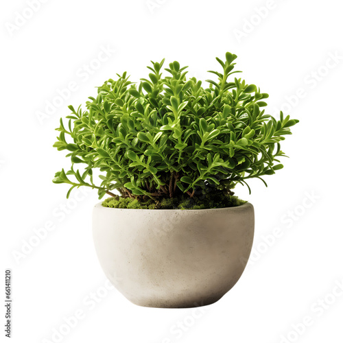 Alfalfa Pot Plant on White Background Isolated on Transparent or White Background, PNG