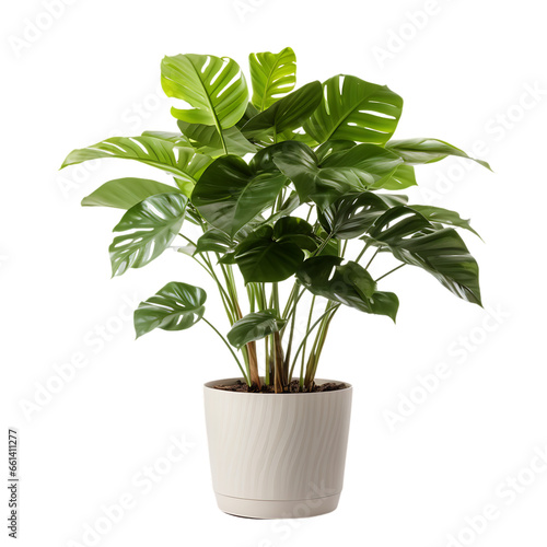 Single Potted Big Houseplant Interior Front View Isolated on Transparent or White Background, PNG