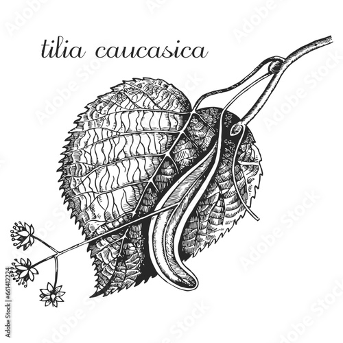 Linden, tilia caucasica, tilia begoniifolia, linden leaf, linden blossoms, linden flower, linden branch, linden monochrome