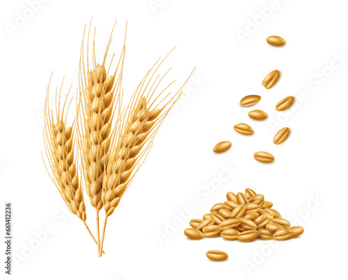 Realistic cereal wheat, oat and barley ears spikes