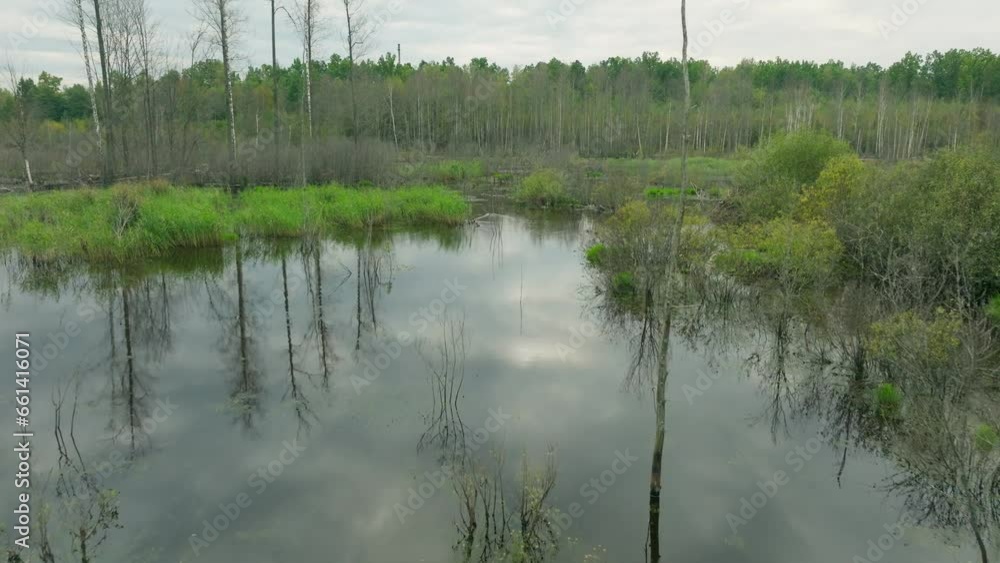 Swamp beautiful river tropical jungle aerial green forest travel water Swamp beautiful river tropical jungle aerial green forest travel water