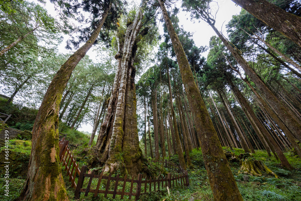Fototapeta premium Taiwan Alishan national forest recreation area