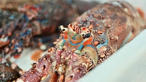 Fresh Lobster display for sale in a fish market photo