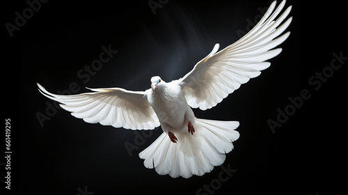 Flying white dove