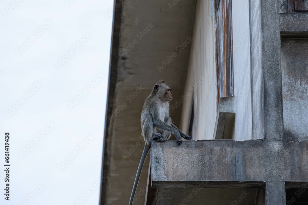 A small monkey sits on a building and looks at its surroundings. It is an image that can be used as a documentary or educational piece.