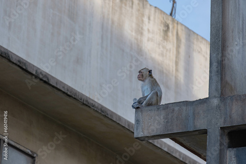 A small monkey sits on a building and looks at its surroundings. It is an image that can be used as a documentary or educational piece.