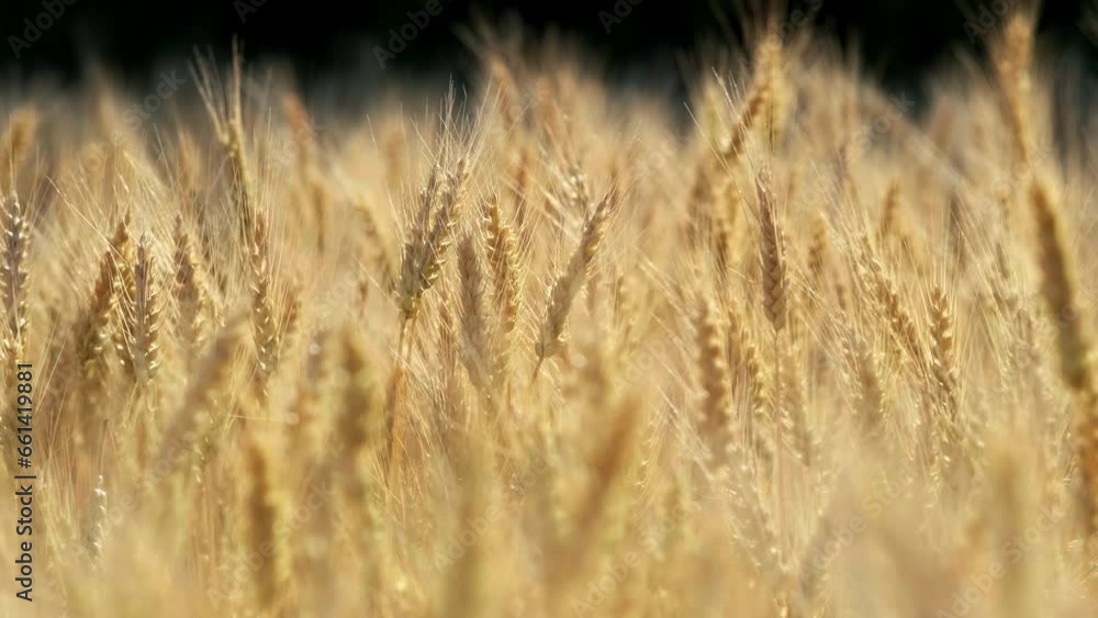 Spikelets of high-yielding wheat remaining in the wind on a sunny day. The grain harvest is ripening on the field. I work on an agronomic farm, do business and produce organic eco-bio food products. Spikelets of high-yielding wheat remaining in the wind on a sunny day. The grain harvest is ripening on the field. I work on an agronomic farm, do business and produce organic eco-bio food products.