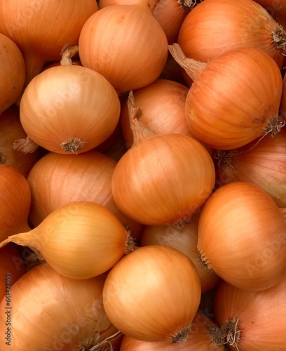 harvest organic onion. concept of organic vegetables