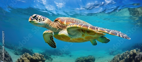 Rare Hawaiian sea turtle swimming in Pacific Ocean near Oahu With copyspace for text photo