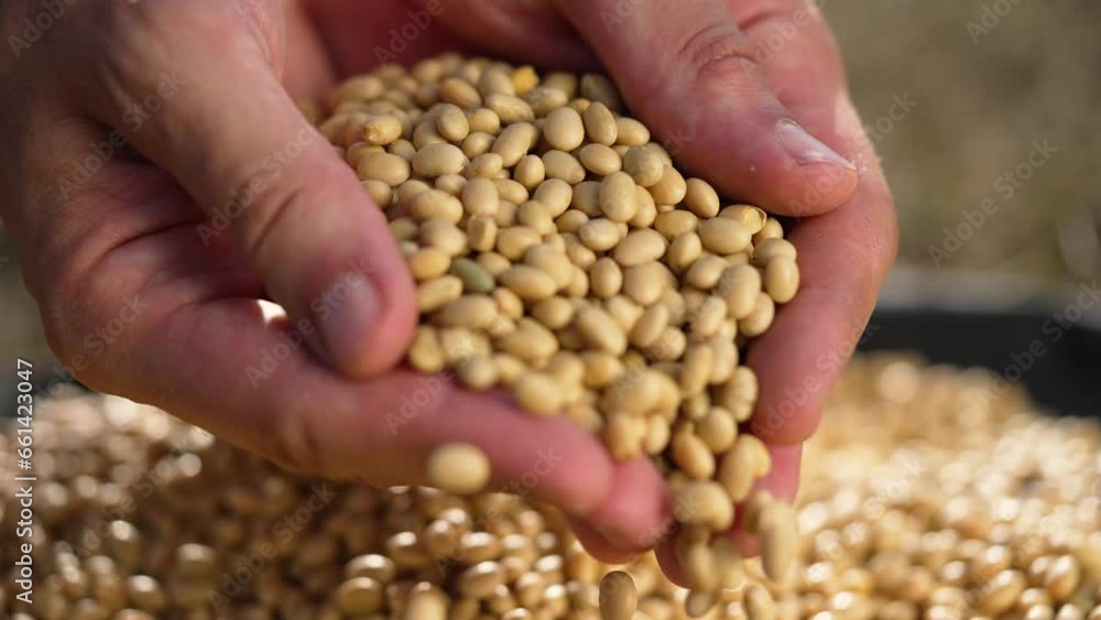 Agriculture. Production farm. farmer holds in his hand soybean seeds harvest in bag. Agronomist worker farmer harvests soybean crop. farmer pours soybean grains into bag. Agricultural business concept Agriculture. Production farm. farmer holds in his hand soybean seeds harvest in bag. Agronomist worker farmer harvests soybean crop. farmer pours soybean grains into bag. Agricultural business concept