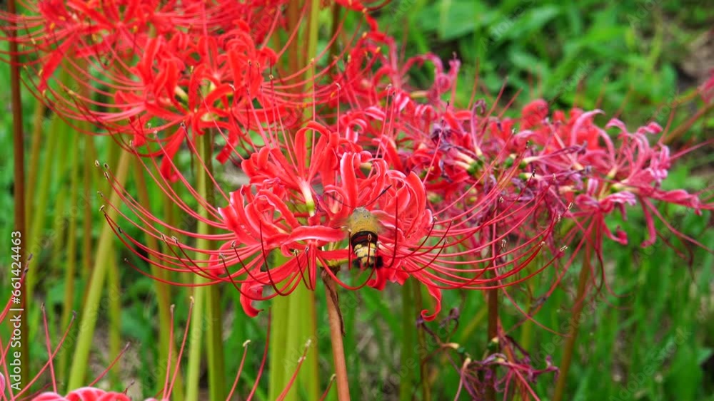 Pellucid hawk moth (Cephonodes hylas) sucking nectar on Red spider lily (Lycoris radiata) Pellucid hawk moth (Cephonodes hylas) sucking nectar on Red spider lily (Lycoris radiata)