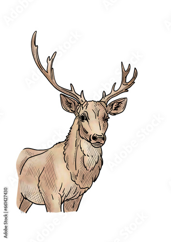 deer isolated on backgroud
