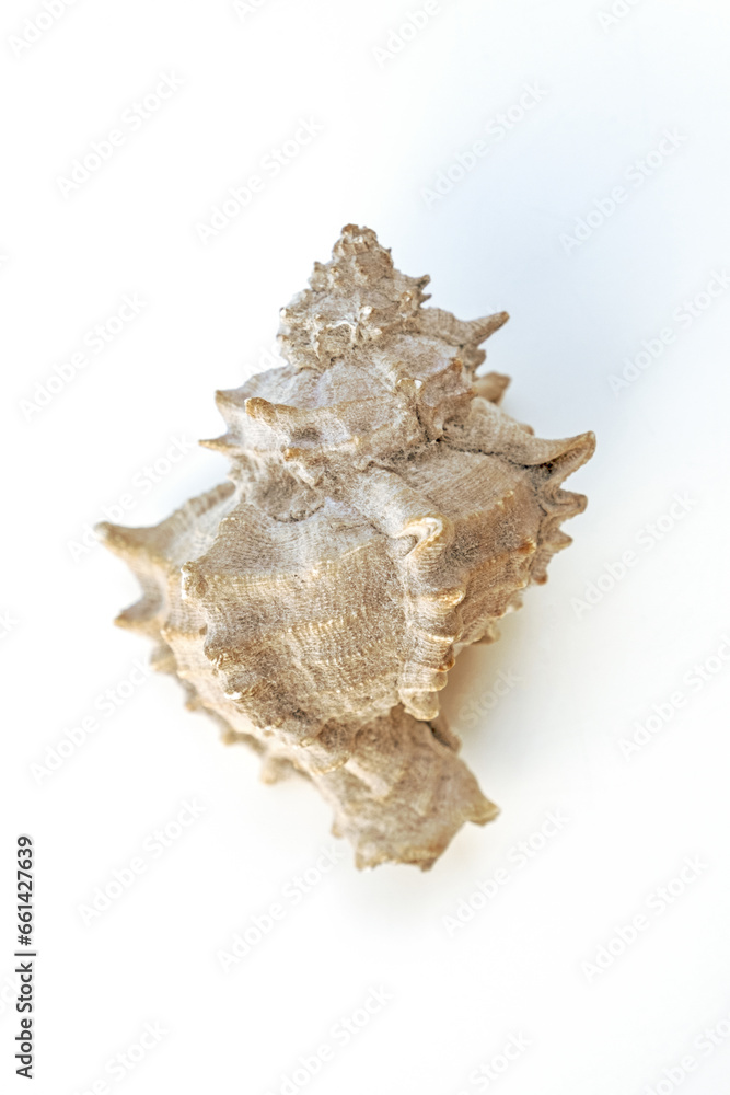 Small sea shells, on a white background. Summer and vacation design elements, top view, flat lay. Small sea shells, on a white background. Summer and vacation design elements, top view, flat lay.