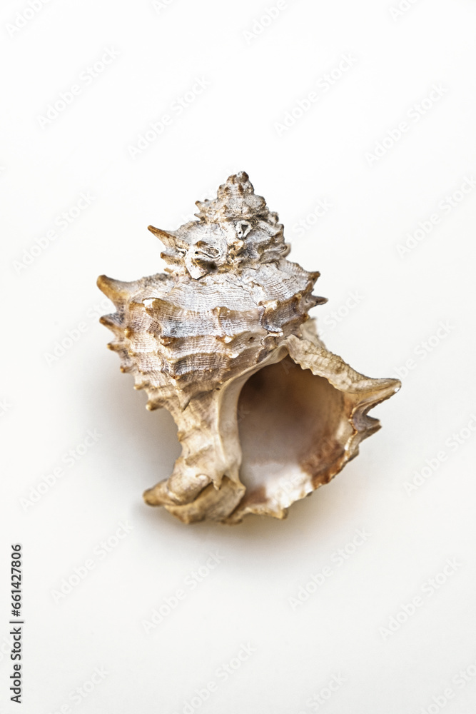 Small sea shells, on a white background. Summer and vacation design elements, top view, flat lay. Small sea shells, on a white background. Summer and vacation design elements, top view, flat lay.