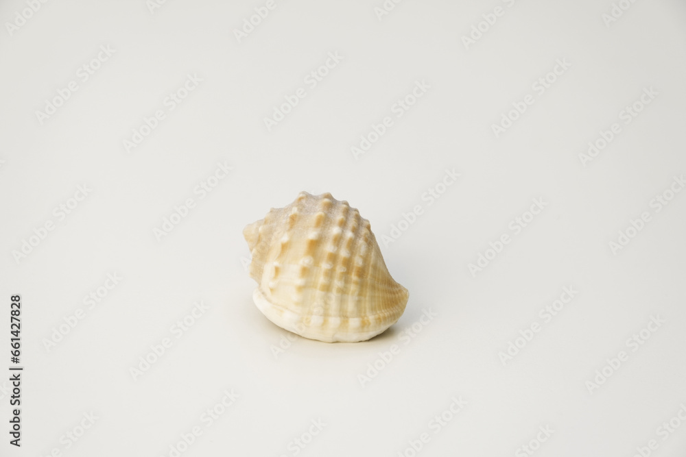 Small sea shells, on a white background. Summer and vacation design elements, top view, flat lay. Small sea shells, on a white background. Summer and vacation design elements, top view, flat lay.