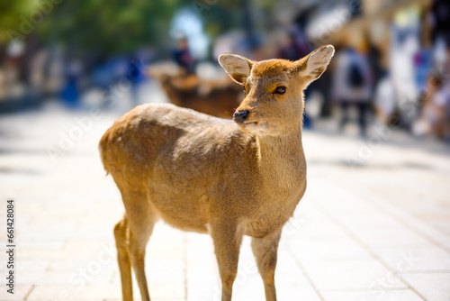 【奈良県】奈良公園の鹿