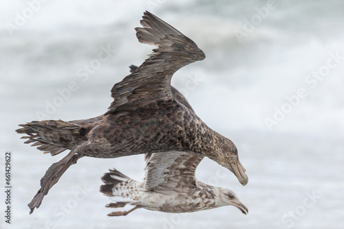 Southern Giant Petrel flying into wind photo