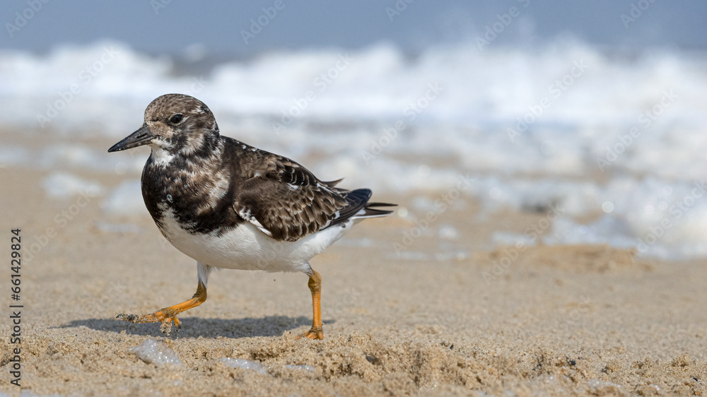 Turnstone running away from the oncoming wave Turnstone running away from the oncoming wave