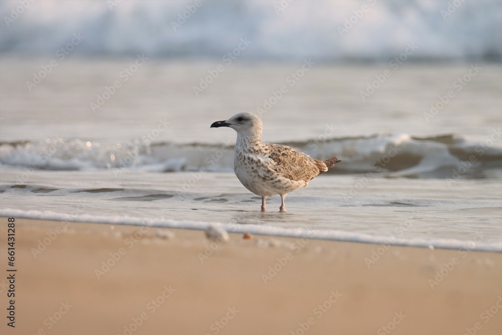 Seagull on the beach. Bird background. White bird. Seagull on the beach. Bird background. White bird.