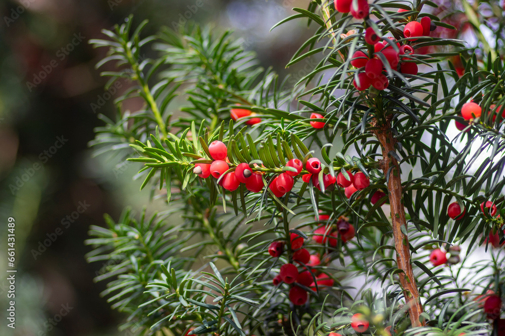 Taxus baccata common european yews tree shrub branches with green leaves needles and red berry like cones with seeds