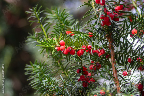 Taxus baccata common european yews tree shrub branches with green leaves needles and red berry like cones with seeds