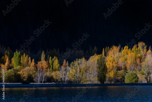 A small grove on the shore of a lake in the early autumn morning in the first rays of the Sun