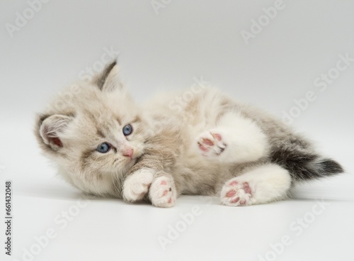 Neva masquerade kitten on a white background photo