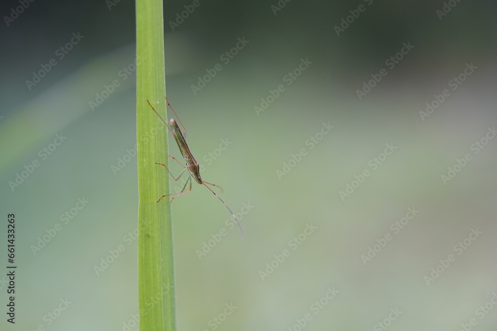 Leptocorisa oratorius found in agricultural fields. Leptocorisa oratorius found in agricultural fields.