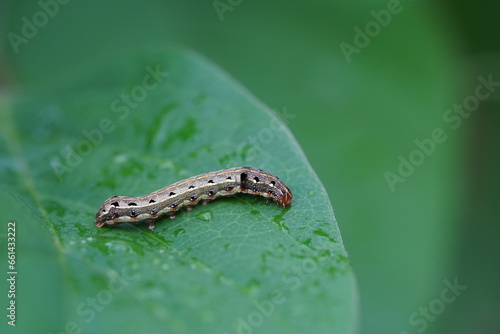 fall armyworm found in agricultural fields.