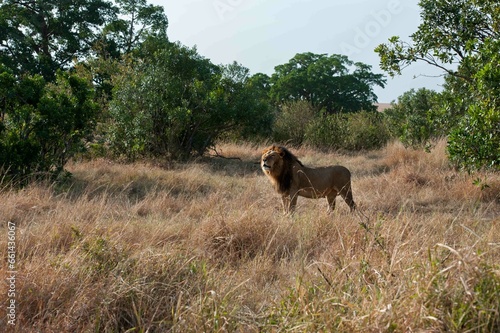 Fototapeta Naklejka Na Ścianę i Meble -  Male lions in the Masai Mara savannah