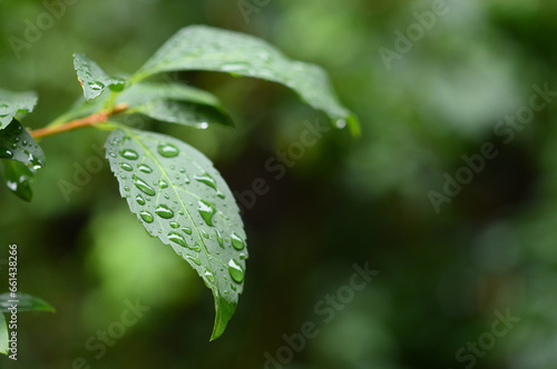 葉　雨　水滴