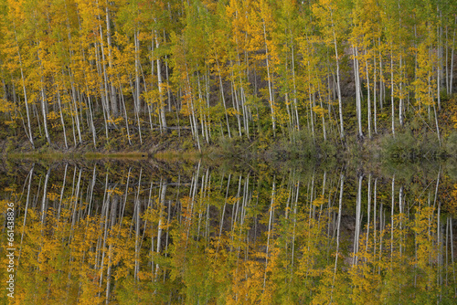 Autumn landscape of the shoreline of Cushman Lake with mirrored reflections of aspens in calm water, San Juan Mountains, Colorado, USA