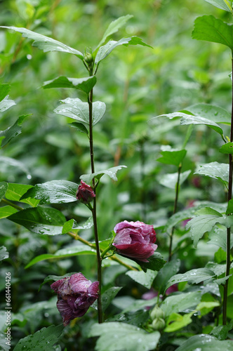 花　葉　雨