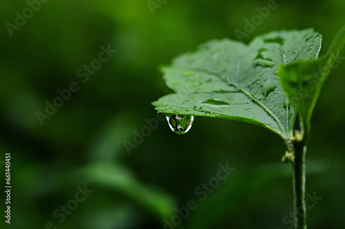 葉　水滴　雨