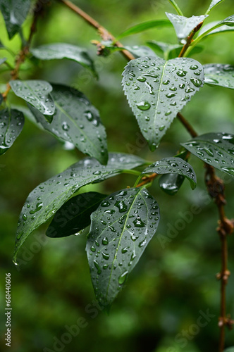 葉　雨　水滴