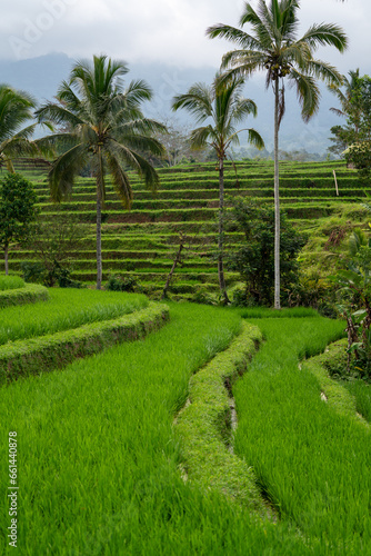 Rizières en terrasses de Jatiluwih, à Bali
