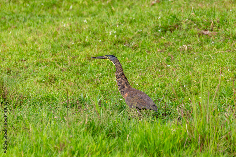 Fototapeta premium Bare-throated tiger heron (Tigrisoma mexicanum) is a wading bird of the heron family, Ardeidae. , Puntarenas region Costa Rica wildlife