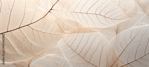 Fototapeta Naklejka Na Ścianę i Meble -  Closeup of abstract beige white translucent layered leaves, macro nature organic background texture pattern