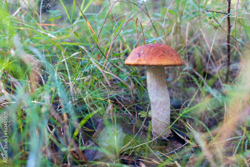 Mushrooms in the autumn forest
