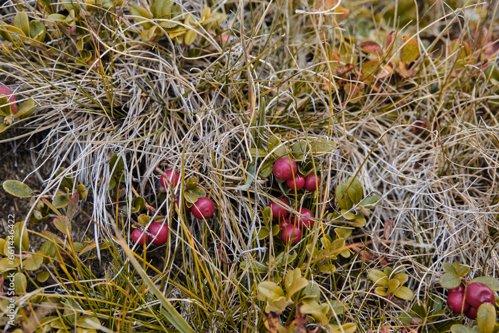 Ripe lingonberry berries
person plucks ripe lingonberry berries from a bush Ripe lingonberry berries
person plucks ripe lingonberry berries from a bush