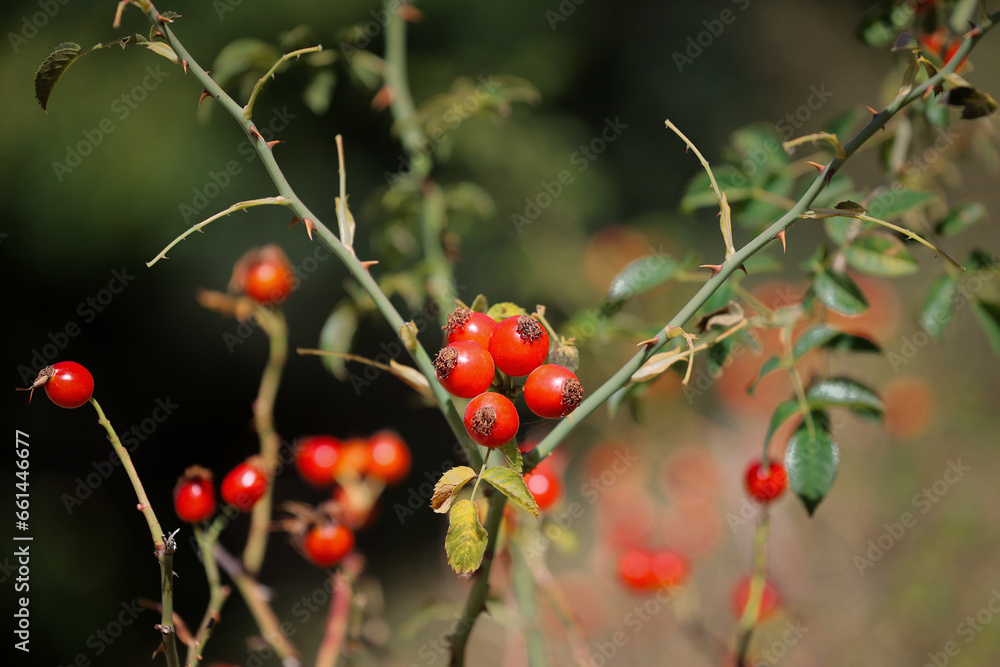 Ripe fruits of Rosa Canina. Red berries of the dwarf-phanerophyte plant, that is, a woody plant with overwintering buds. 