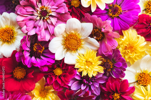 Beautiful colorful zinnia and dahlia flowers in full bloom  close up. Natural summery texture for background.