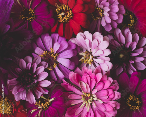 Beautiful colorful zinnia and dahlia flowers in full bloom, close up. Natural summery texture for background. © Iryna