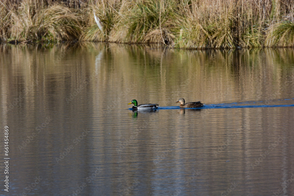 Fototapeta premium Anas platyrhynchos-Mallard-Canard colvert-IUCN=LC-B027_026_016