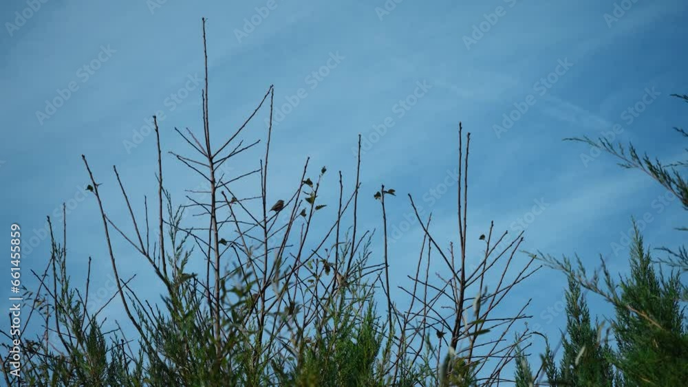 Sparrows jump on the branches of a bush in the garden against the blue sky. Horizontal 4k footage feathered inhabitants of the wild. Small birds sit on the bare branches of a tree in spring or autumn. Sparrows jump on the branches of a bush in the garden against the blue sky. Horizontal 4k footage feathered inhabitants of the wild. Small birds sit on the bare branches of a tree in spring or autumn.