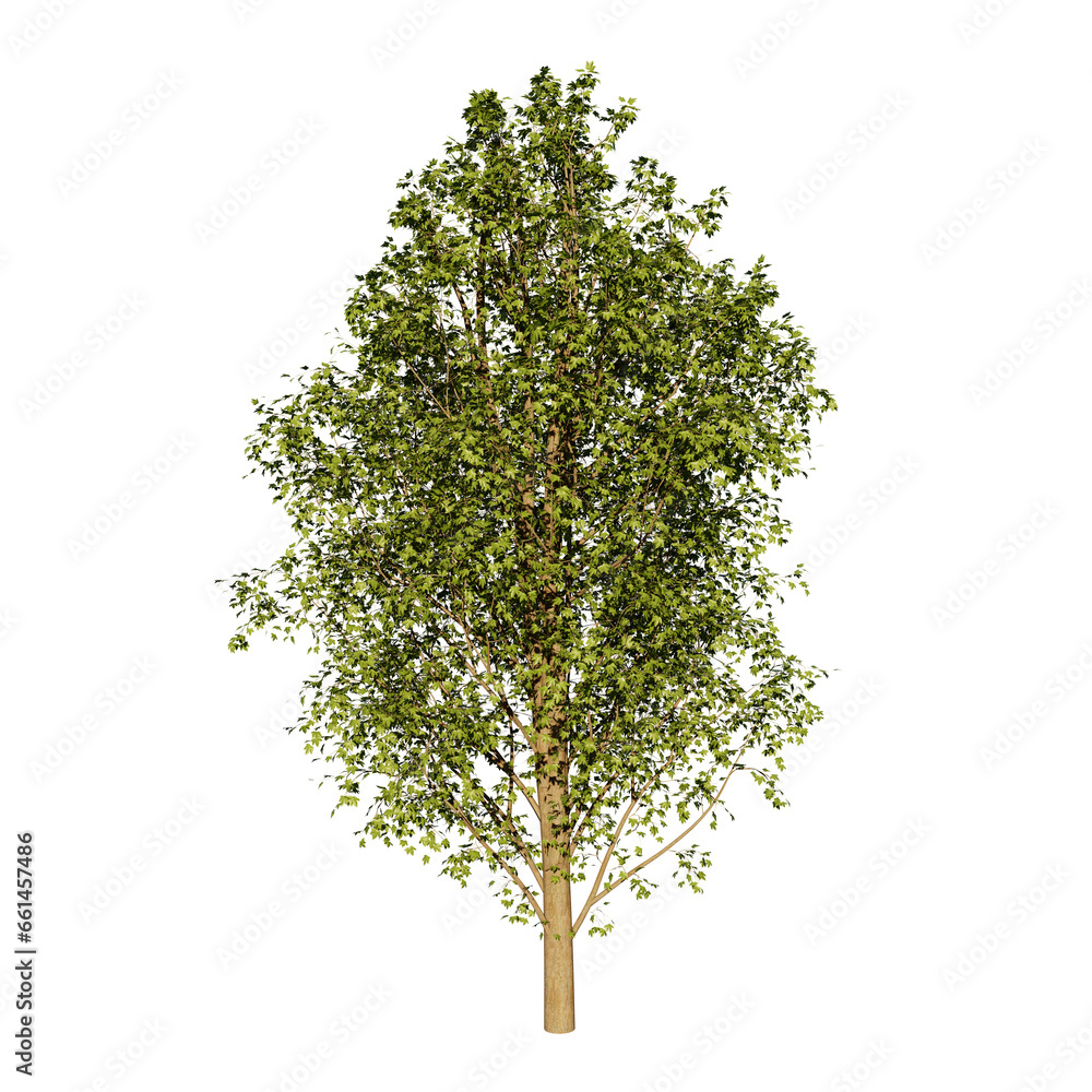 Fototapeta premium Tree without background 