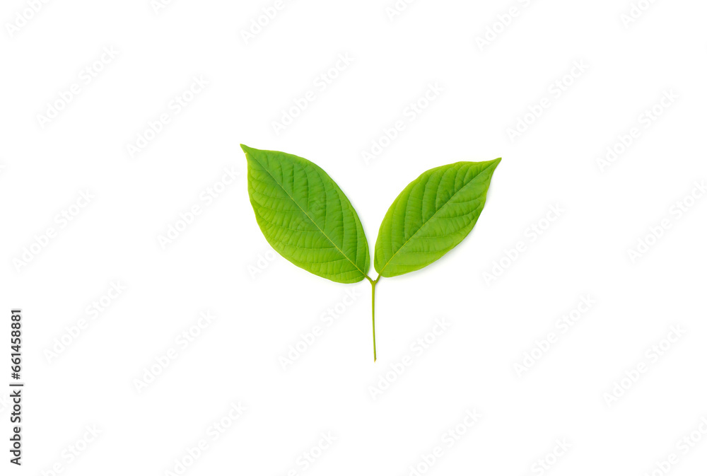Tropical green leaves isolated on white background.
Set of tropical leaves isolated on beautiful white background. tropical exotic leaves.
Tropical green leaves isolated on white background.
Set of tropical leaves isolated on beautiful white background. tropical exotic leaves.